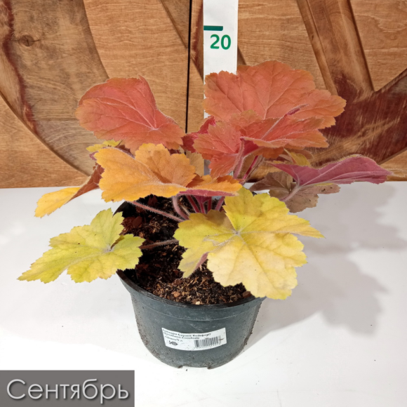 Гейхера Саузен Комфорт (Southern Comfort) купить с доставкой