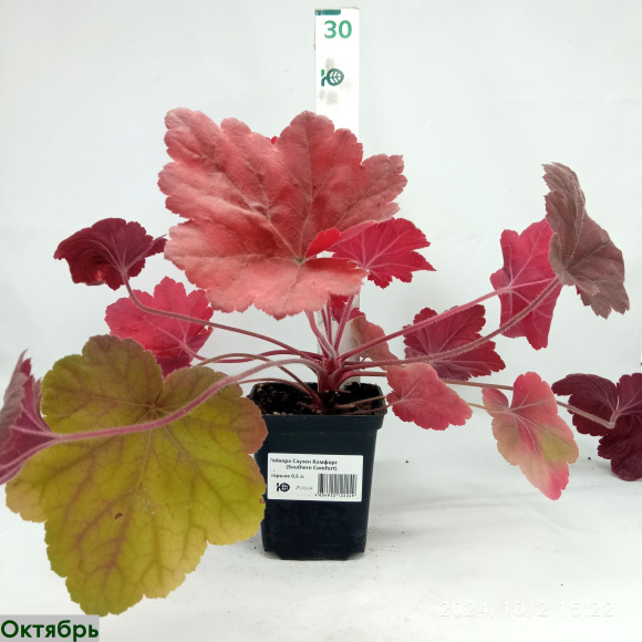 Гейхера Саузен Комфорт (Southern Comfort) купить с доставкой