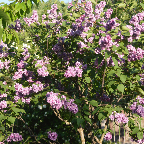 Сирень Огни Донбасса купить с доставкой