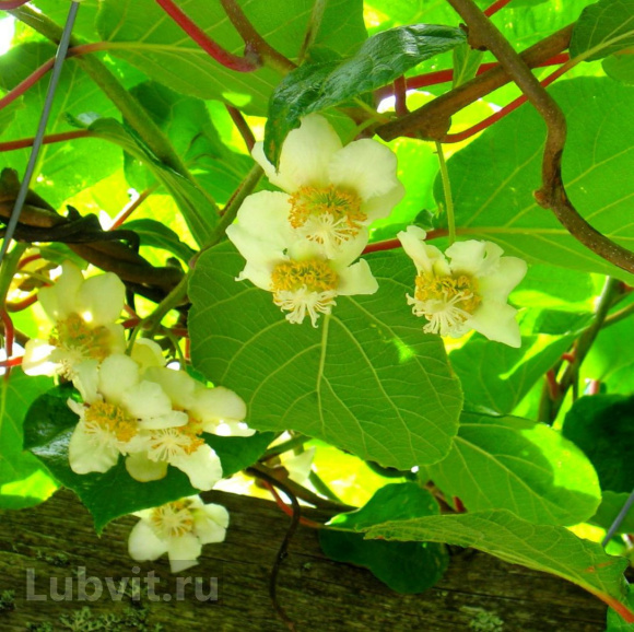 Актинидия Земляничная купить с доставкой