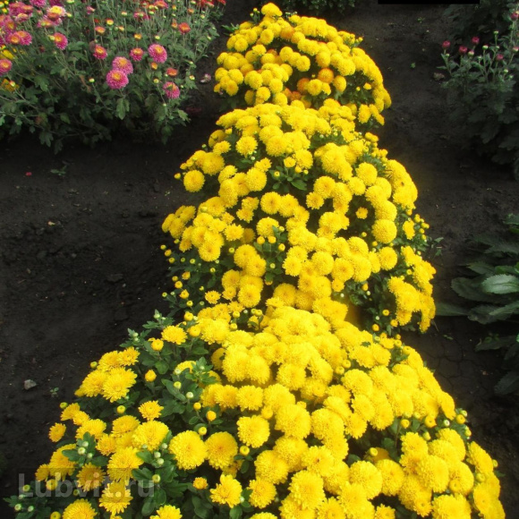 Хризантема Мишаль купить с доставкой