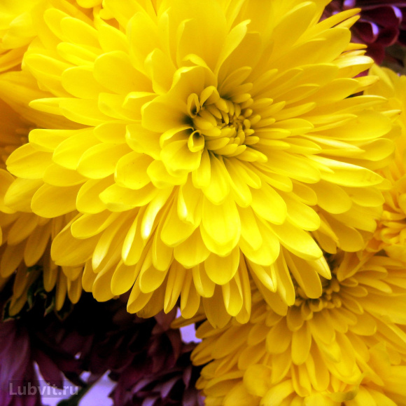 Хризантема Мишаль купить с доставкой