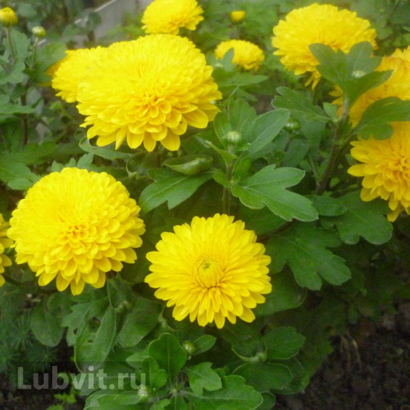 Хризантема Мишаль купить с доставкой