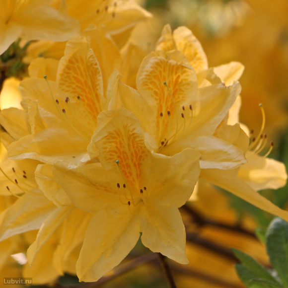 Рододендрон Японский Желтый купить с доставкой