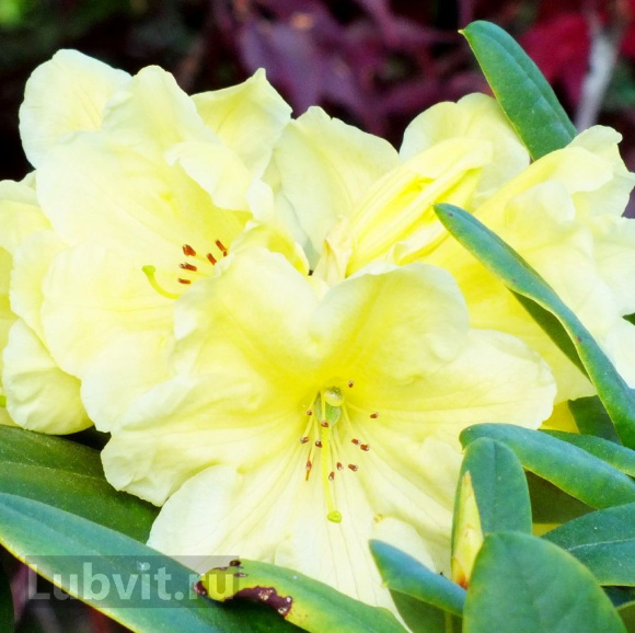 Рододендрон Японский Желтый купить с доставкой