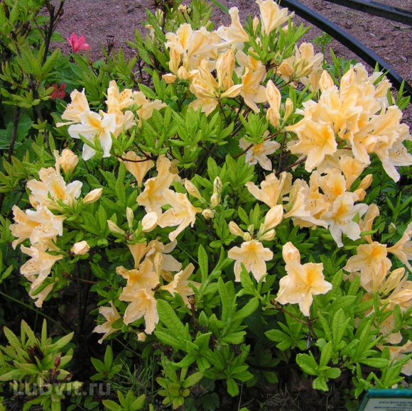 Рододендрон Японский Желтый купить с доставкой