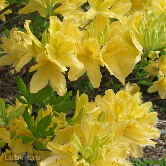 Рододендрон Японский Желтый купить с доставкой
