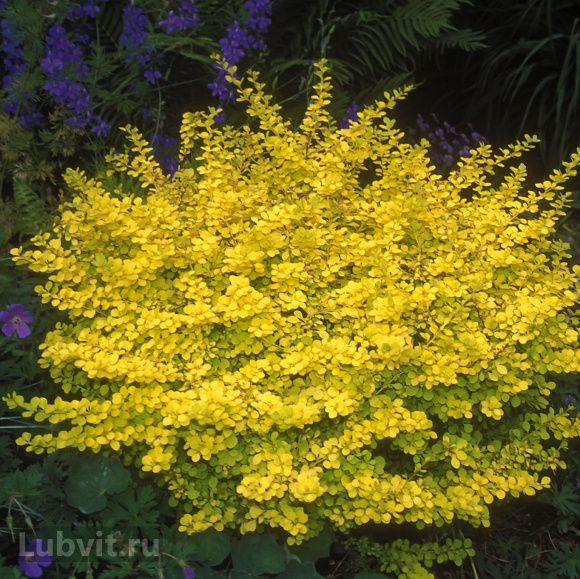 Барбарис Ауреа (Aurea) купить с доставкой