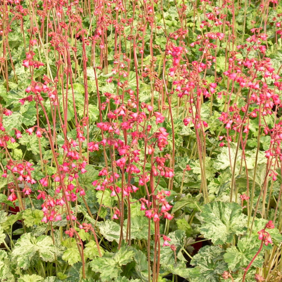 Гейхера Сноу Энджел (Snow Angel) купить с доставкой