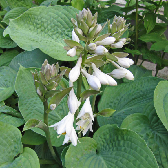 Хоста Элеганс (Elegans) [L] купить с доставкой