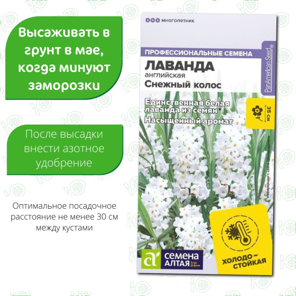 Лаванда Снежный колос английская [Семена алтая] купить с доставкой