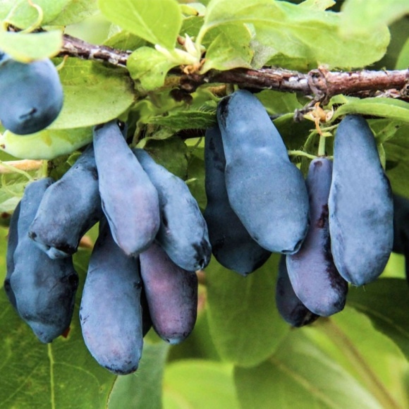 Жимолость Нимфа купить с доставкой