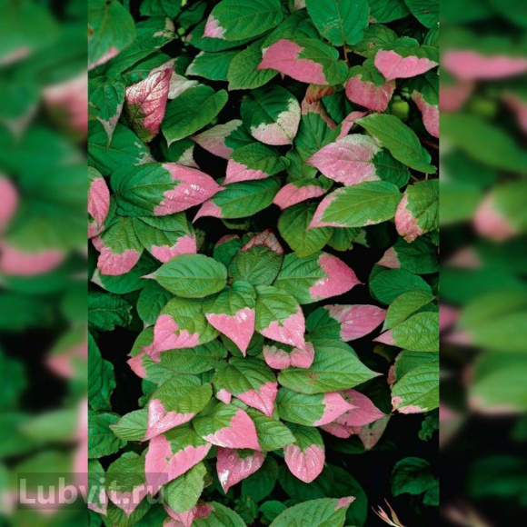 Актинидия Вафельная купить с доставкой