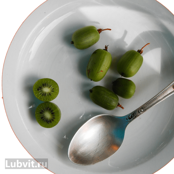 Актинидия Вафельная купить с доставкой