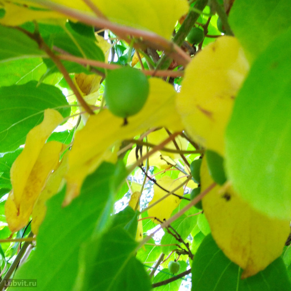 Актинидия Вафельная купить с доставкой