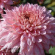 Хризантема корейская Розовый Фламинго купить с доставкой
