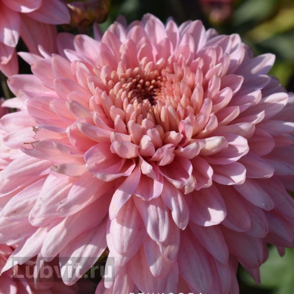 Хризантема корейская Розовый Фламинго купить с доставкой