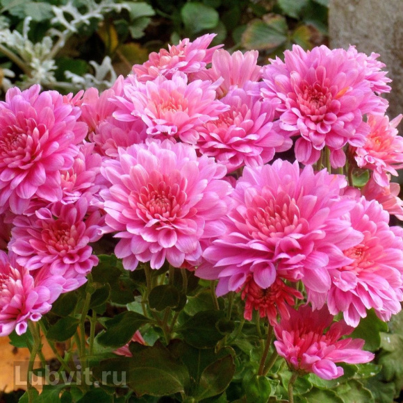 Хризантема корейская Розовый Фламинго купить с доставкой