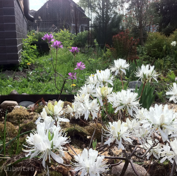 Рододендрон Канадский белый (f. Album) купить с доставкой