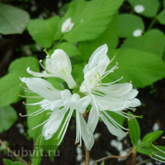 Рододендрон Канадский белый (f. Album) купить с доставкой