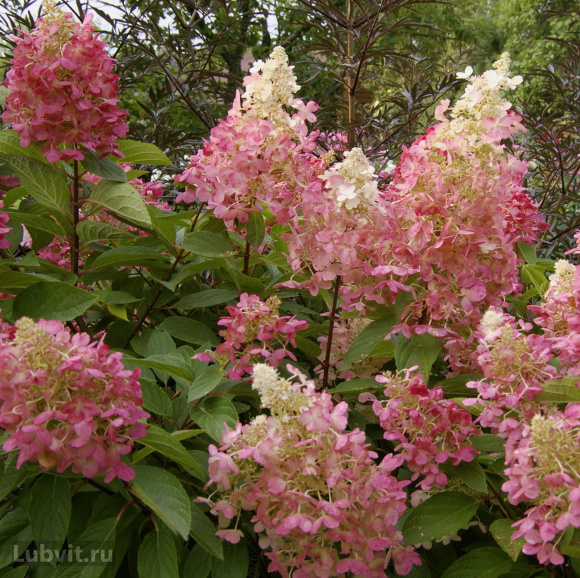 Гортензия Пинки Винки (Pinky Winky) метельчатая купить с доставкой