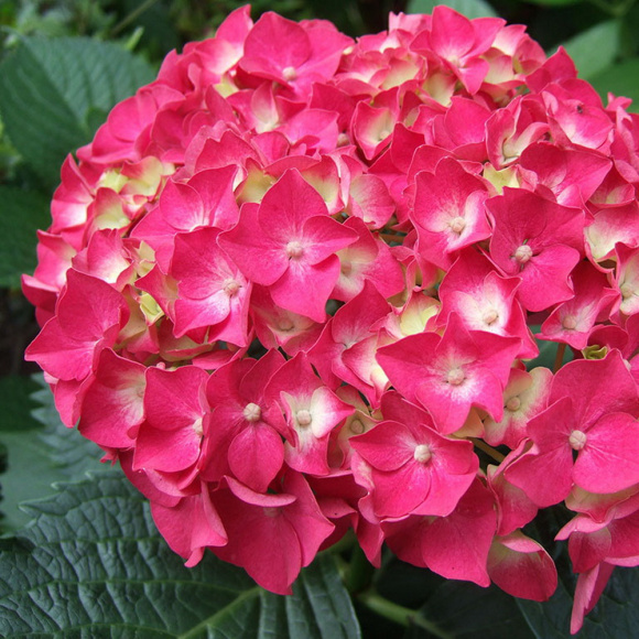 Гортензия Форевер энд Эвер Ред (Forever and Ever Red) крупнолистная купить с доставкой