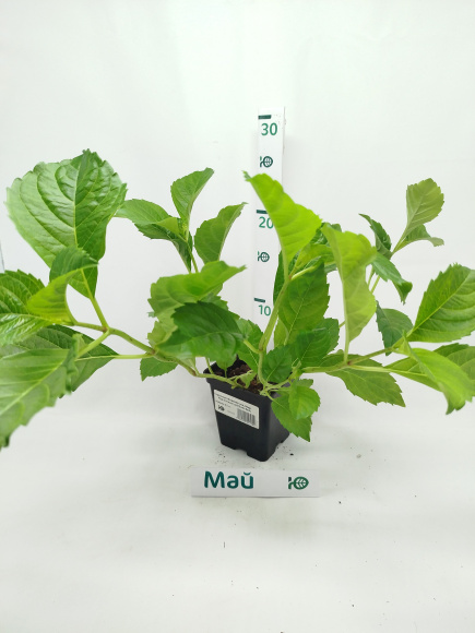 Гортензия Форевер энд Эвер Ред (Forever and Ever Red) крупнолистная купить с доставкой