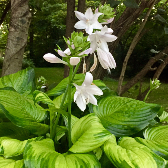 Хоста Гуакамоле (Guacamole) [M] купить с доставкой