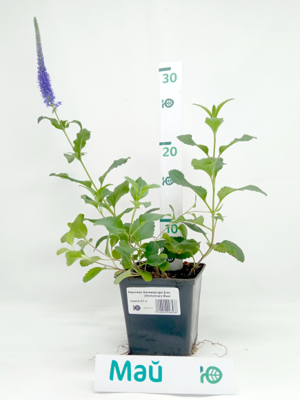 Вероника Анниверсари Блю (Anniversary Blue) купить с доставкой