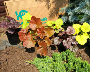 Бокс "Удивляй"