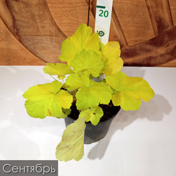 Бокс "Удивляй" купить с доставкой