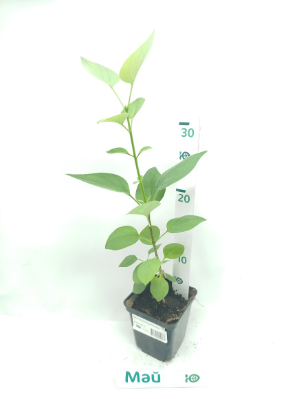 Сирень Красавица Москвы купить с доставкой