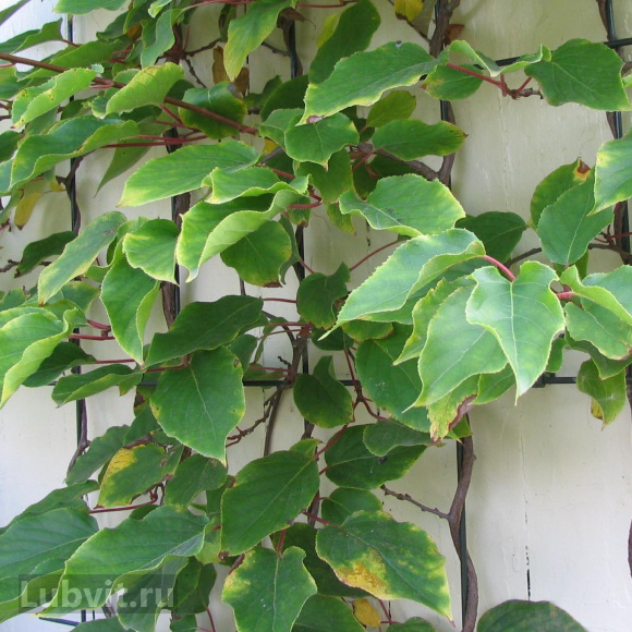 Актинидия Золотая Коса купить с доставкой