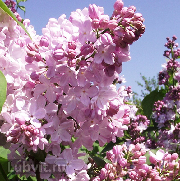 Сирень Аделина купить с доставкой