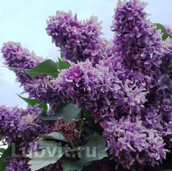 Сирень Василий Теркин купить с доставкой