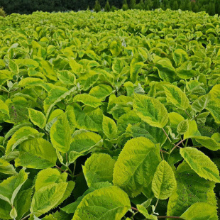 Гортензия Голден Аннабель (Golden Annabelle) древовидная