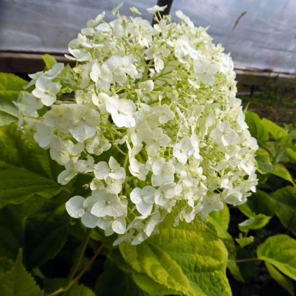 Гортензия Голден Аннабель (Golden Annabelle) древовидная купить с доставкой