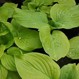 Хоста Тортилла Чип (Tortilla Chip) [M]