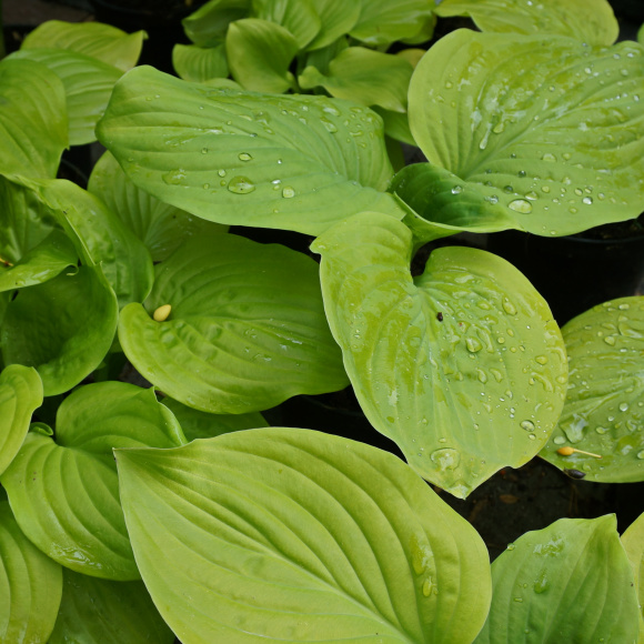 Хоста Тортилла Чип (Tortilla Chip) [M] купить с доставкой