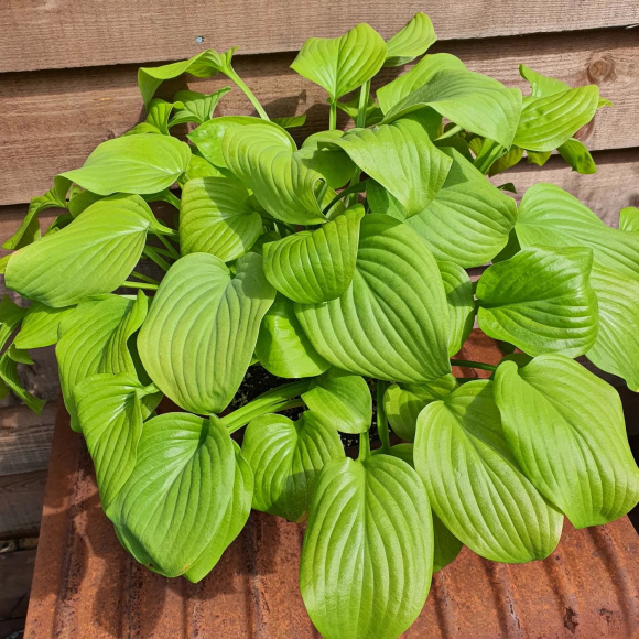 Хоста Тортилла Чип (Tortilla Chip) [M] купить с доставкой