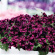 Петуния вегетативная Космик Перпл (Go! Tunia Cosmic Purple) купить с доставкой