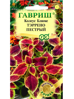 Колеус Тэррено пестрый [Гавриш]