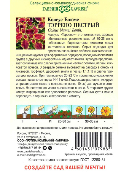 Колеус Тэррено пестрый [Гавриш] купить с доставкой