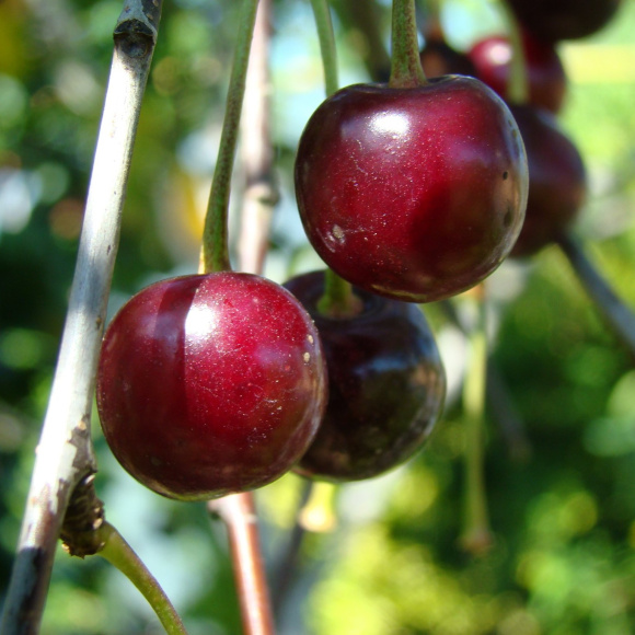 Вишня Харитоновская купить с доставкой
