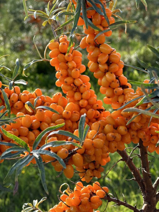 Облепиха Чуйская