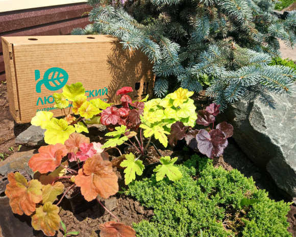 Бокс "Восхищай" купить с доставкой