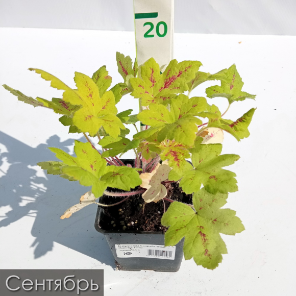 Бокс "Восхищай" купить с доставкой