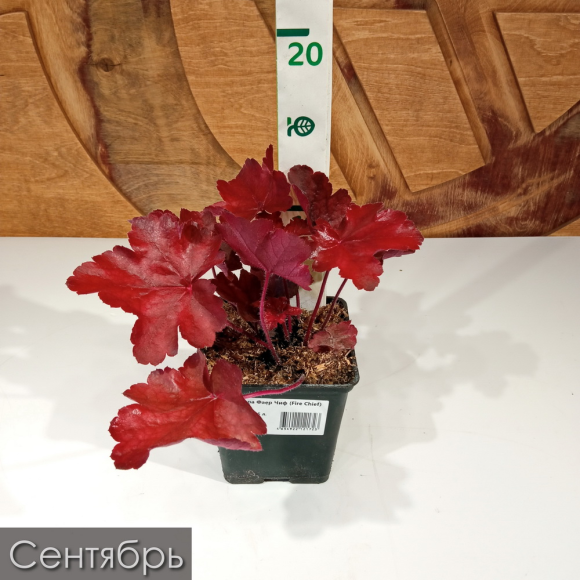 Бокс "Восхищай" купить с доставкой