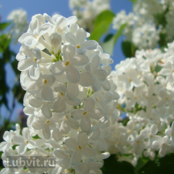 Сирень Маленький Принц купить с доставкой