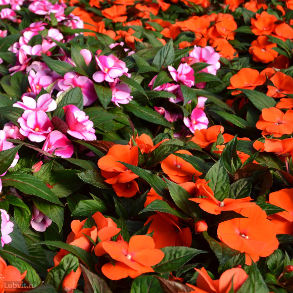 Бальзамин Парадиз Самба (Paradise Sumba) купить с доставкой